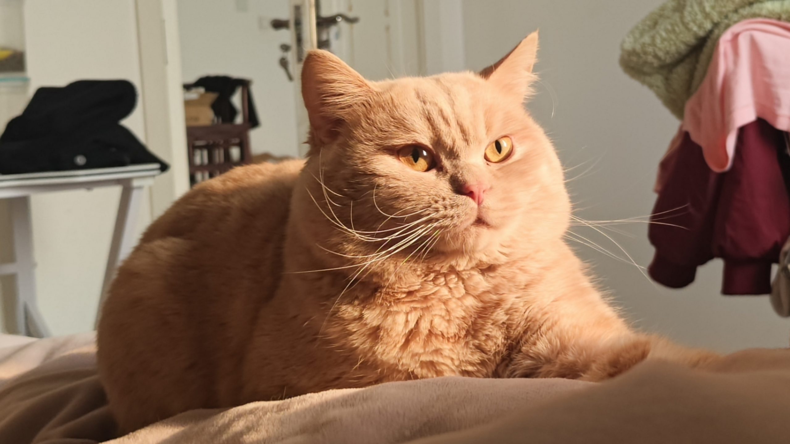 猫咪解压吃播∶今天吃超绝鸭胸肉干～-汇流